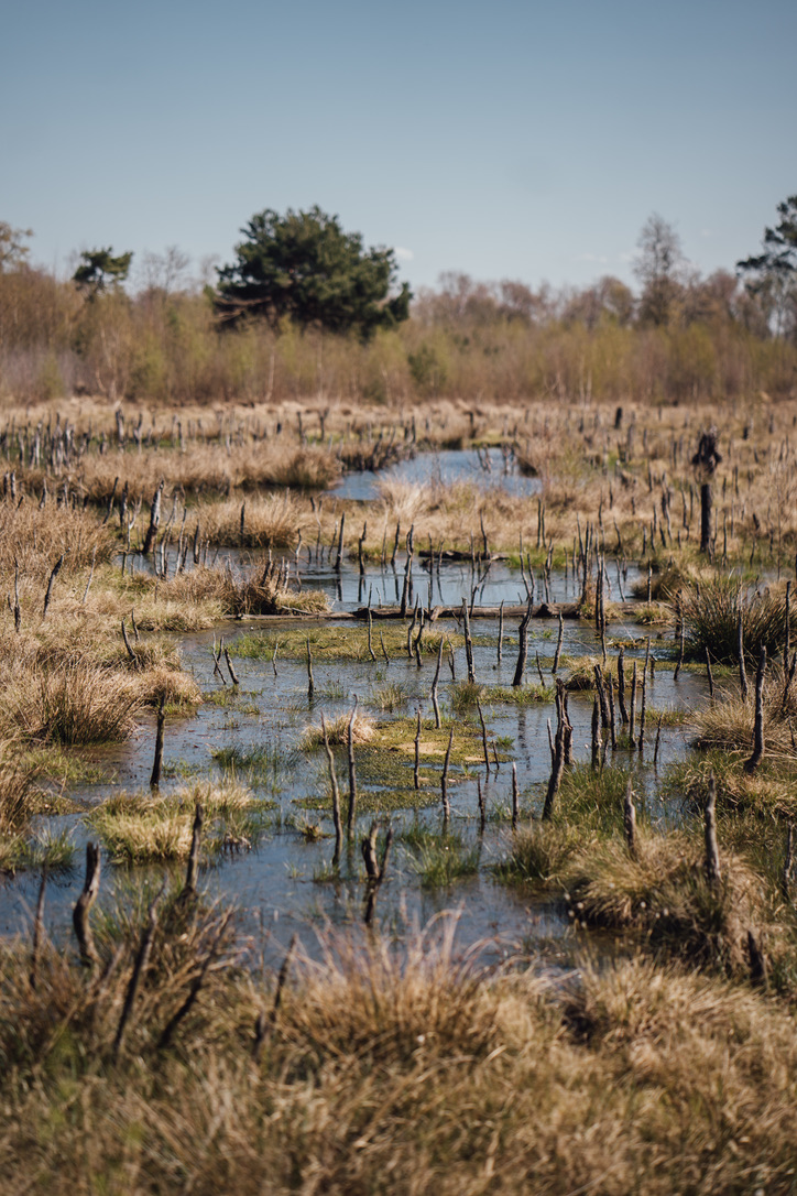 Mission-toMarsh-wetlands